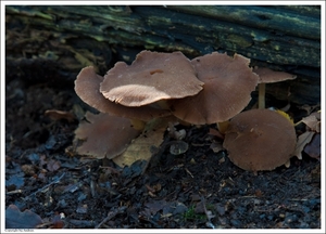 Paddenstoelen15-498501151514 oktober 200914 oktober 2009-Edit