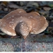 Paddenstoelen25-