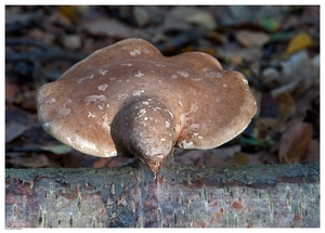 Paddenstoelen25-