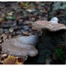 Paddenstoelen29-499902090914 oktober 200914 oktober 2009-Edit