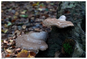 Paddenstoelen29-499902090914 oktober 200914 oktober 2009-Edit