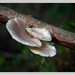 Paddenstoelen3-