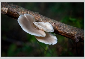 Paddenstoelen3-