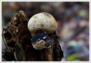 Paddenstoelen31-502502111114 oktober 200914 oktober 2009-Edit