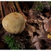 Paddenstoelen38-