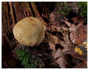 Paddenstoelen38-