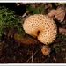 Paddenstoelen39-503302191914 oktober 200914 oktober 2009-Edit