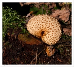 Paddenstoelen39-503302191914 oktober 200914 oktober 2009-Edit