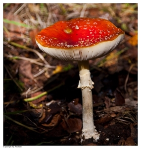 Paddenstoelen45-503902252514 oktober 200914 oktober 2009-Edit