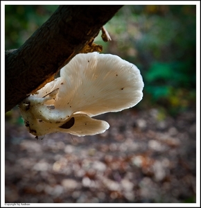 Paddenstoelen5-