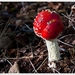 Paddenstoelen56-505002363614 oktober 200914 oktober 2009-Edit