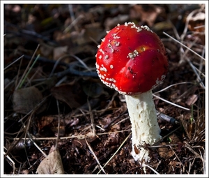 Paddenstoelen56-505002363614 oktober 200914 oktober 2009-Edit