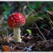 Paddenstoelen58-505202383814 oktober 200914 oktober 2009-Edit