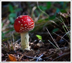 Paddenstoelen58-505202383814 oktober 200914 oktober 2009-Edit