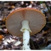 Paddenstoelen59-505302393914 oktober 200914 oktober 2009-Edit