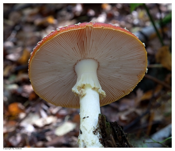Paddenstoelen59-505302393914 oktober 200914 oktober 2009-Edit