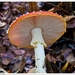 Paddenstoelen61-505502414114 oktober 200914 oktober 2009-Edit