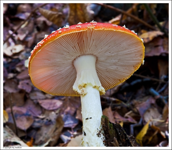 Paddenstoelen61-505502414114 oktober 200914 oktober 2009-Edit