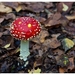 Paddenstoelen62-505602424214 oktober 200914 oktober 2009-Edit