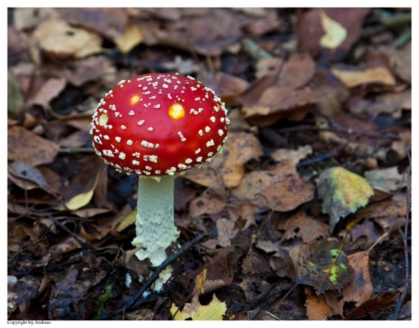 Paddenstoelen62-505602424214 oktober 200914 oktober 2009-Edit