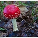 Paddenstoelen63-505702434314 oktober 200914 oktober 2009-Edit