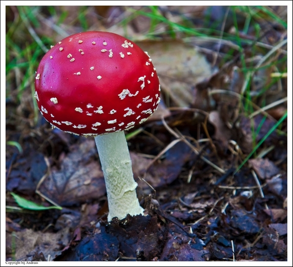 Paddenstoelen63-505702434314 oktober 200914 oktober 2009-Edit
