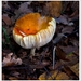 Paddenstoelen68-506202484814 oktober 200914 oktober 2009-Edit