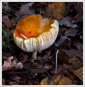 Paddenstoelen68-506202484814 oktober 200914 oktober 2009-Edit