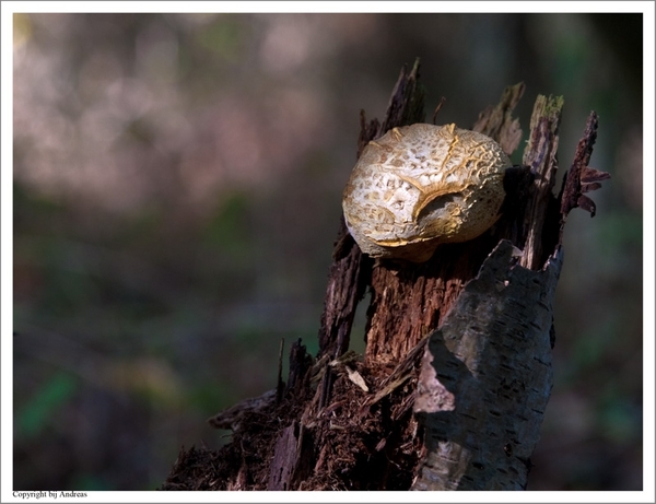 Paddenstoelen8-497801080814 oktober 200914 oktober 2009-Edit