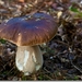 sized_Paddenstoelen107-03805181815 oktober 200915 oktober 2009-Ed