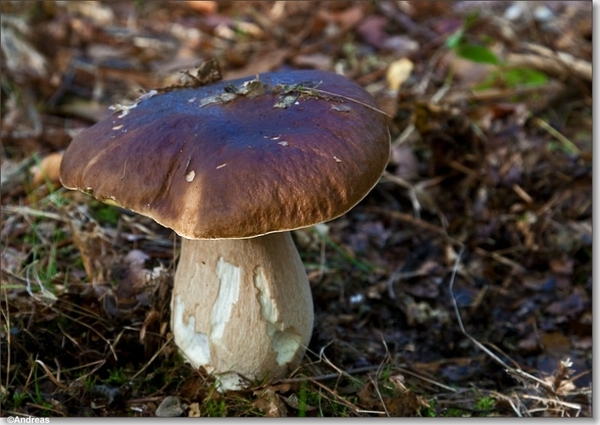 sized_Paddenstoelen107-03805181815 oktober 200915 oktober 2009-Ed