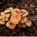 sized_Paddenstoelen108-03905191915 oktober 200915 oktober 2009-Ed