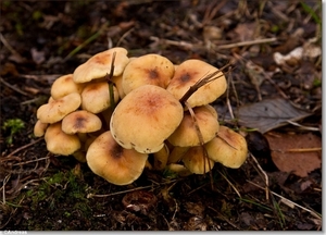 sized_Paddenstoelen108-03905191915 oktober 200915 oktober 2009-Ed