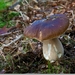 sized_Paddenstoelen110-04106010115 oktober 200915 oktober 2009-Ed