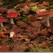 sized_Paddenstoelen112-04306030315 oktober 200915 oktober 2009-Ed