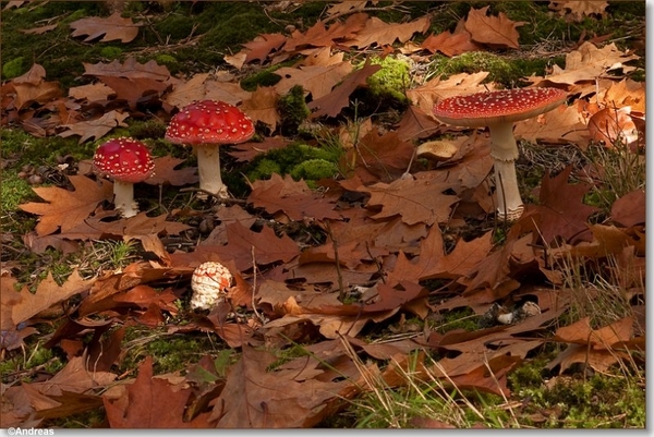 sized_Paddenstoelen112-04306030315 oktober 200915 oktober 2009-Ed