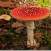sized_Paddenstoelen113-04406040415 oktober 200915 oktober 2009-Ed