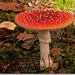 sized_Paddenstoelen113-04406040415 oktober 200915 oktober 2009-Ed