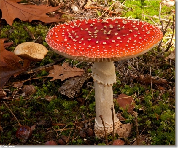 sized_Paddenstoelen113-04406040415 oktober 200915 oktober 2009-Ed