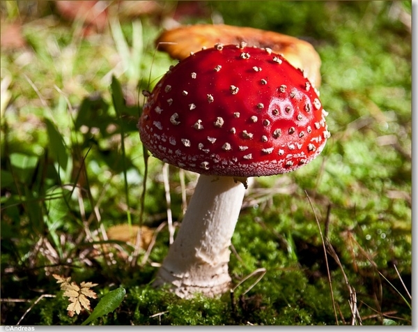 sized_Paddenstoelen115-04606060615 oktober 200915 oktober 2009-Ed