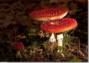 sized_Paddenstoelen118-04906090915 oktober 200915 oktober 2009-Ed