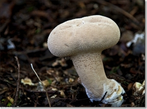 sized_Paddenstoelen124-05506151515 oktober 200915 oktober 2009-Ed