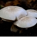 sized_Paddenstoelen126-05706171715 oktober 200915 oktober 2009-Ed