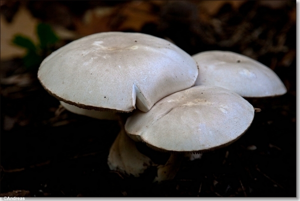 sized_Paddenstoelen126-05706171715 oktober 200915 oktober 2009-Ed