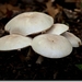 sized_Paddenstoelen128-05906191915 oktober 200915 oktober 2009-Ed