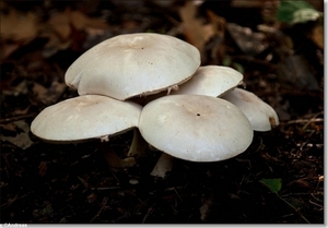 sized_Paddenstoelen128-05906191915 oktober 200915 oktober 2009-Ed