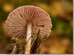 sized_Paddenstoelen132-06306232315 oktober 200915 oktober 2009-Ed