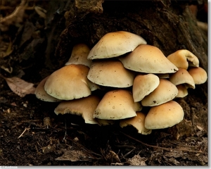 sized_Paddenstoelen134-06506252515 oktober 200915 oktober 2009-Ed