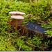 sized_Paddenstoelen70-00104010115 oktober 200915 oktober 2009-Edi