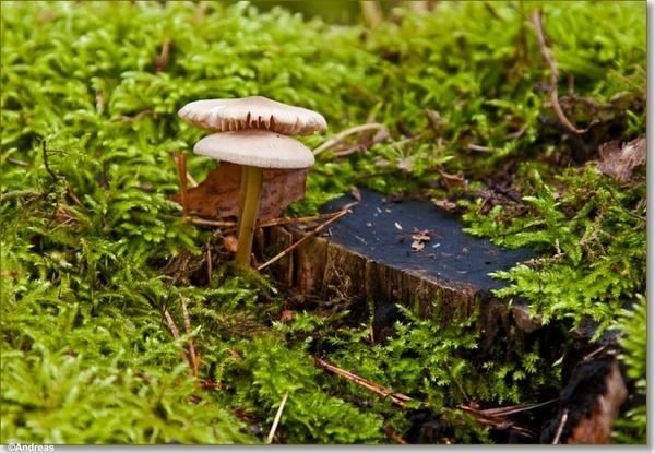 sized_Paddenstoelen70-00104010115 oktober 200915 oktober 2009-Edi